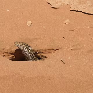 Un varan des sables (Varanus gouldii), garde l'entrée d'un terrier dans le parc national François Peron, en Australie. © John Sullivan, inaturalist.org